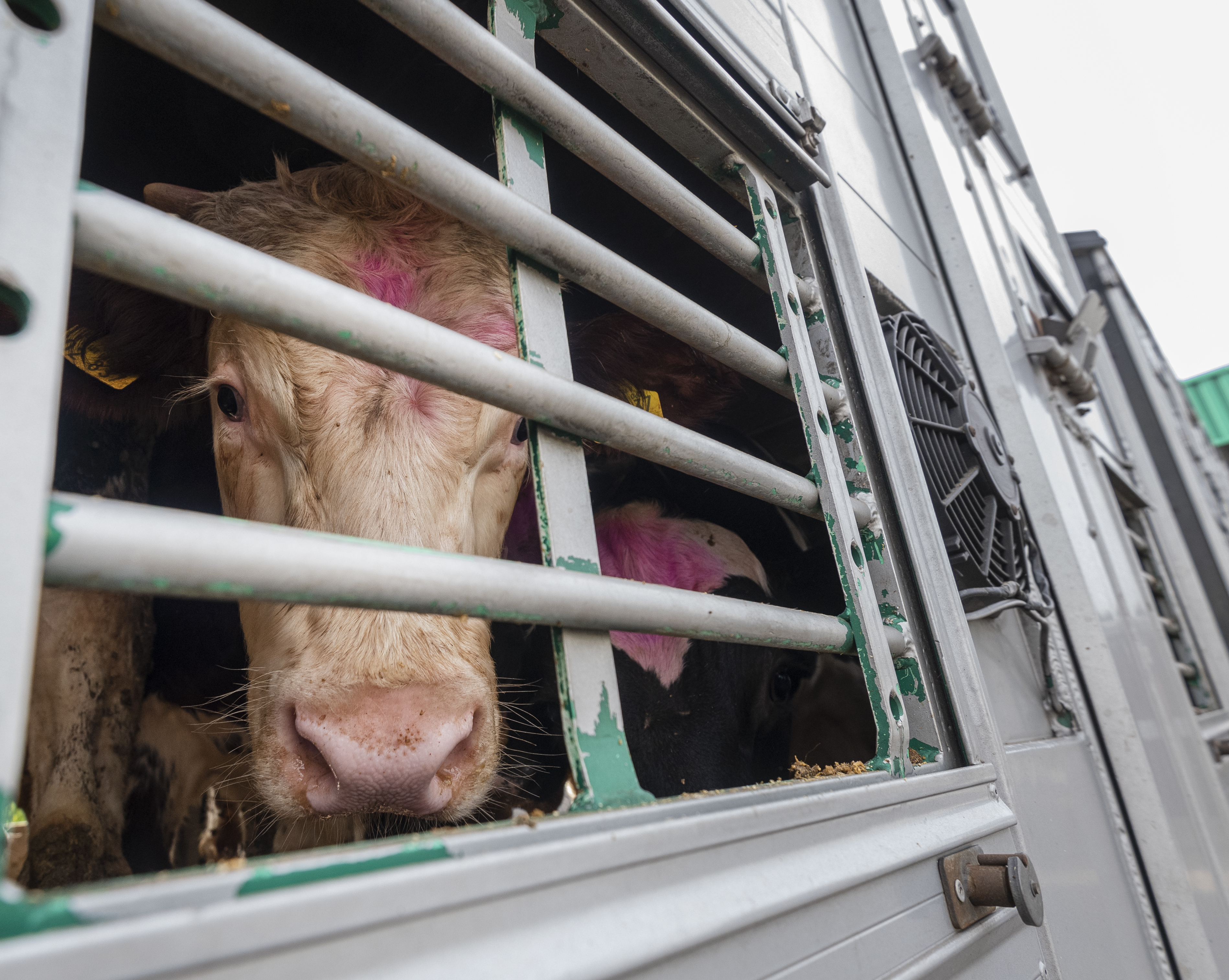 Live cattle transport at the slaughterhouse, copyright FOUR PAWS | Bente Stachowske