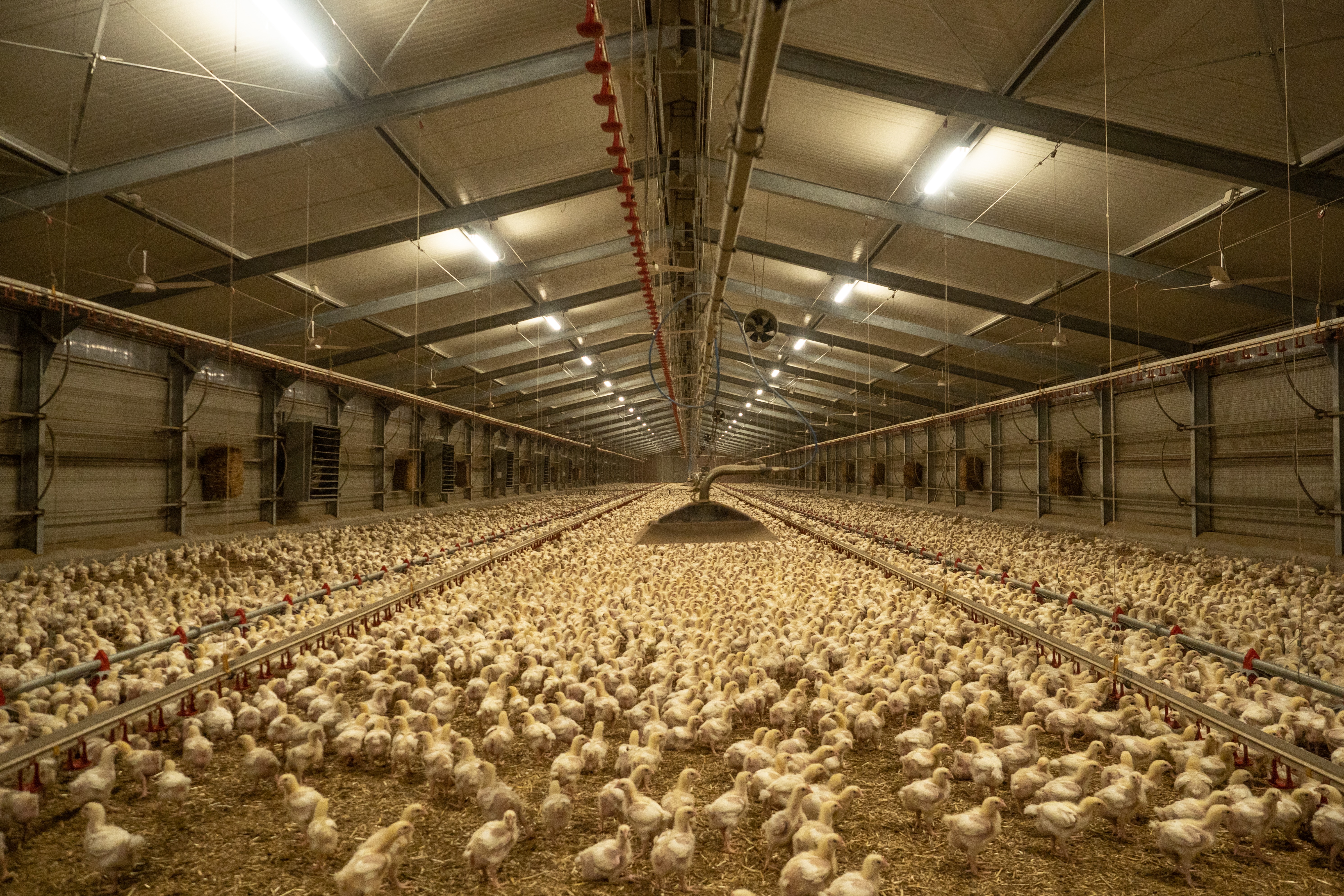 Live cattle transport at the slaughterhouse, copyright FOUR PAWS | Bente Stachowske