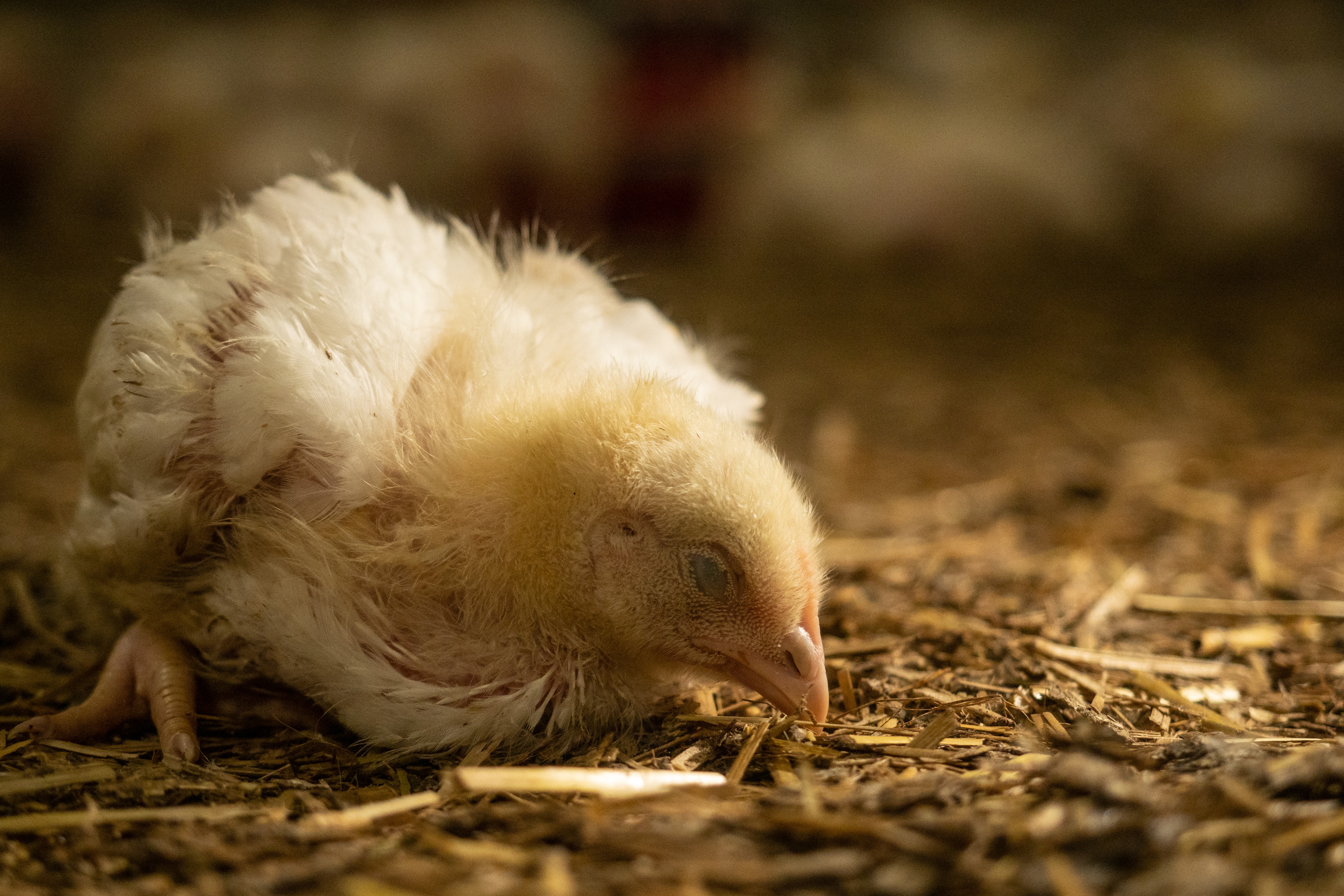 Live cattle transport at the slaughterhouse, copyright FOUR PAWS | Bente Stachowske