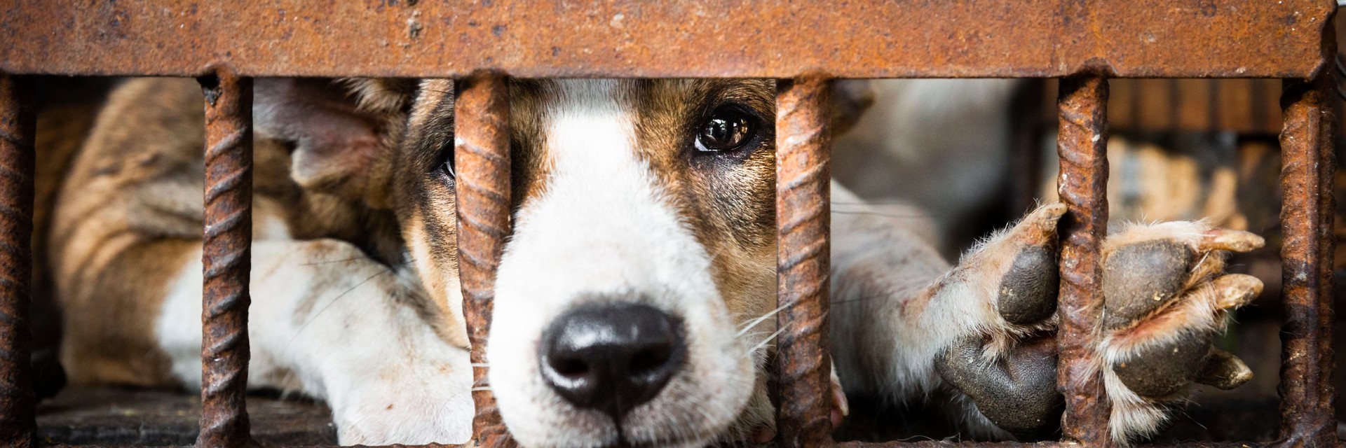 Pledge your company's support to protect millions of people and animals  from the dog and cat meat trade. | FOUR PAWS