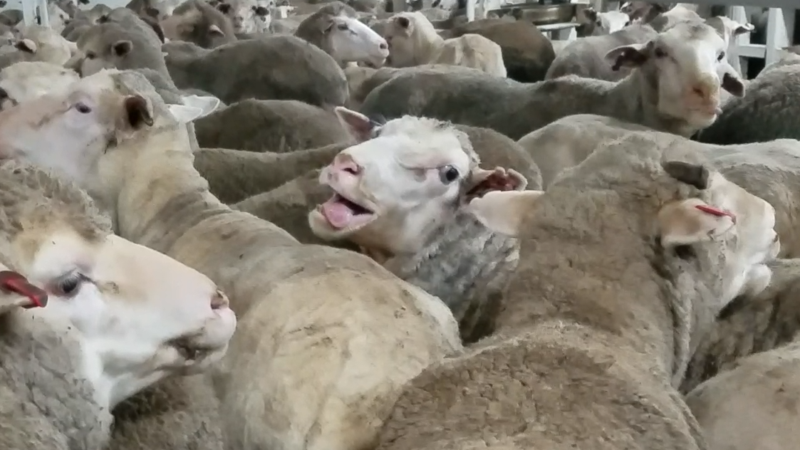 Sheep in live export / transport