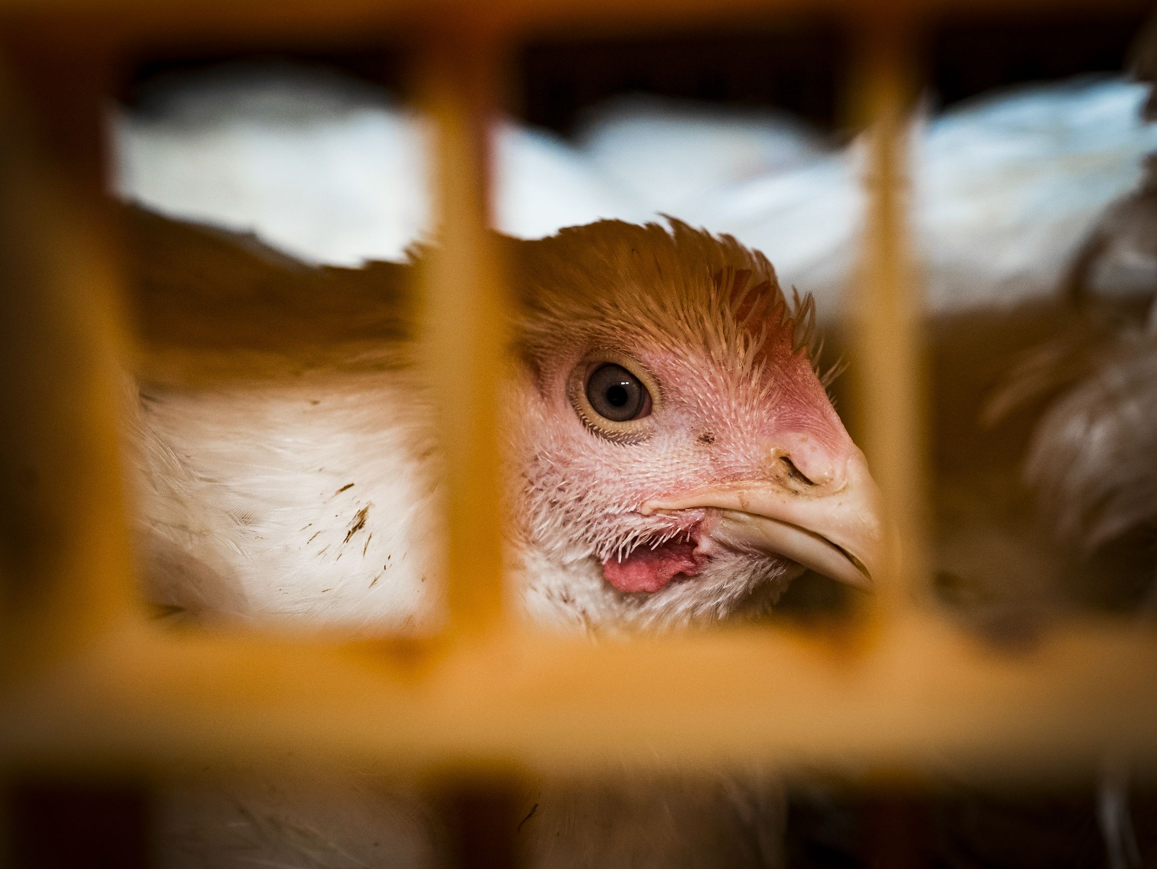 Broilers in transport trucks VIC 2017