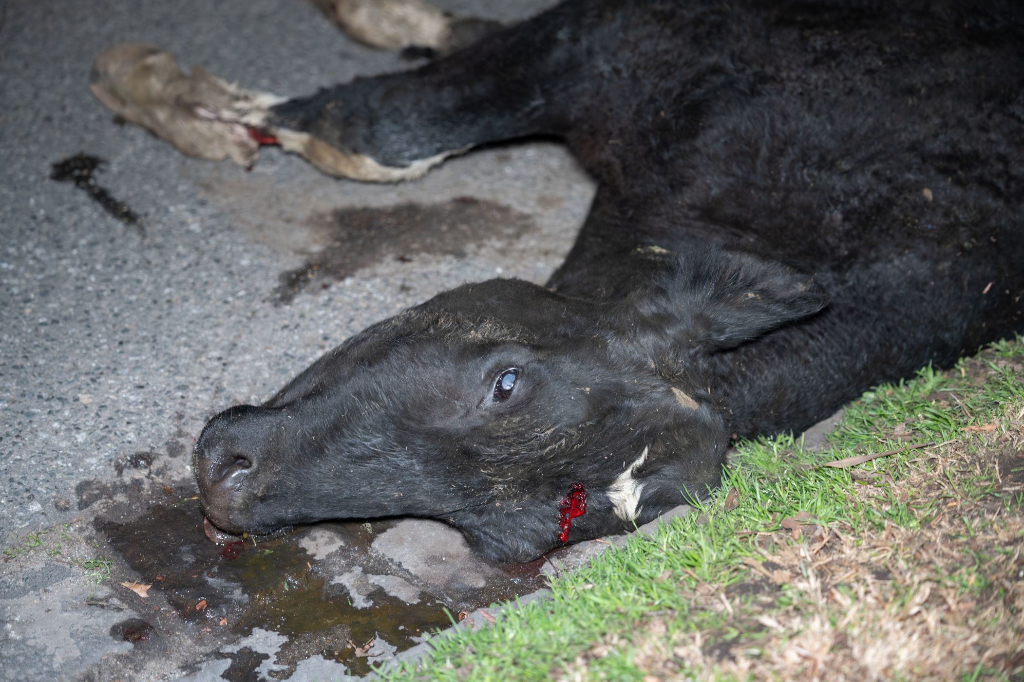 Cow with broken leg euthanised on Alexandra Ave, after escaping from crashed truck VIC 2024