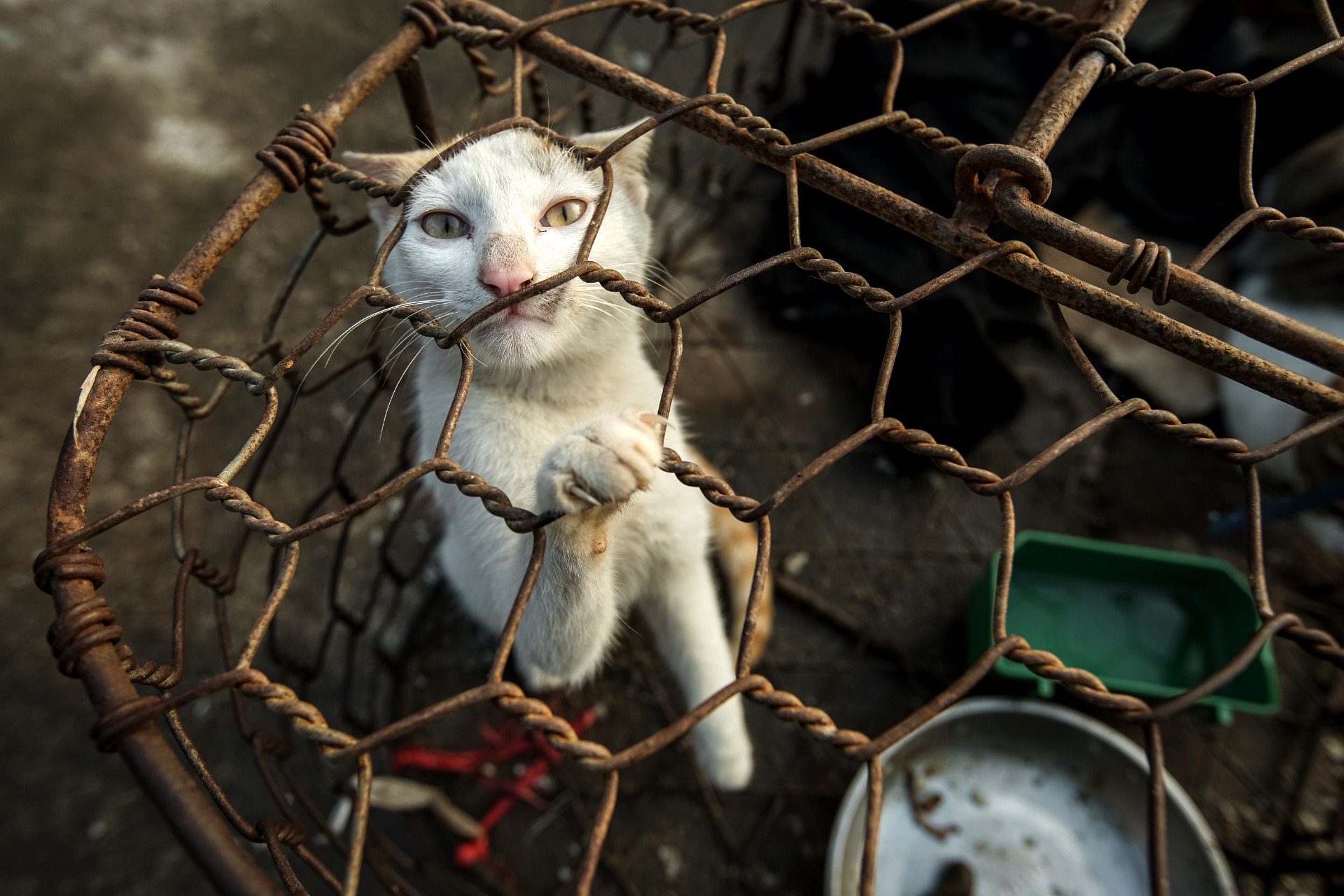 White cat Cody before rescue