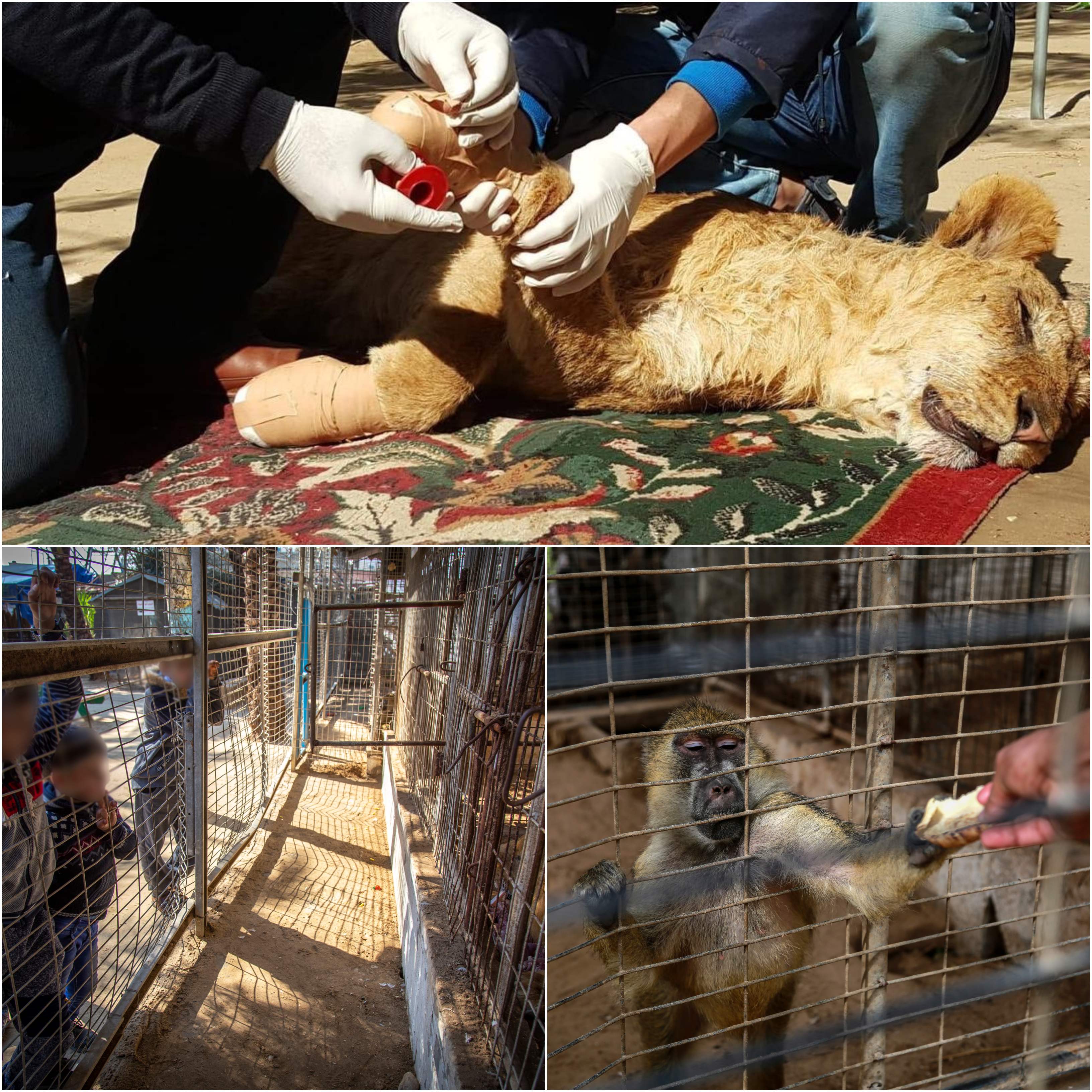 Gaza Zoo Collage 