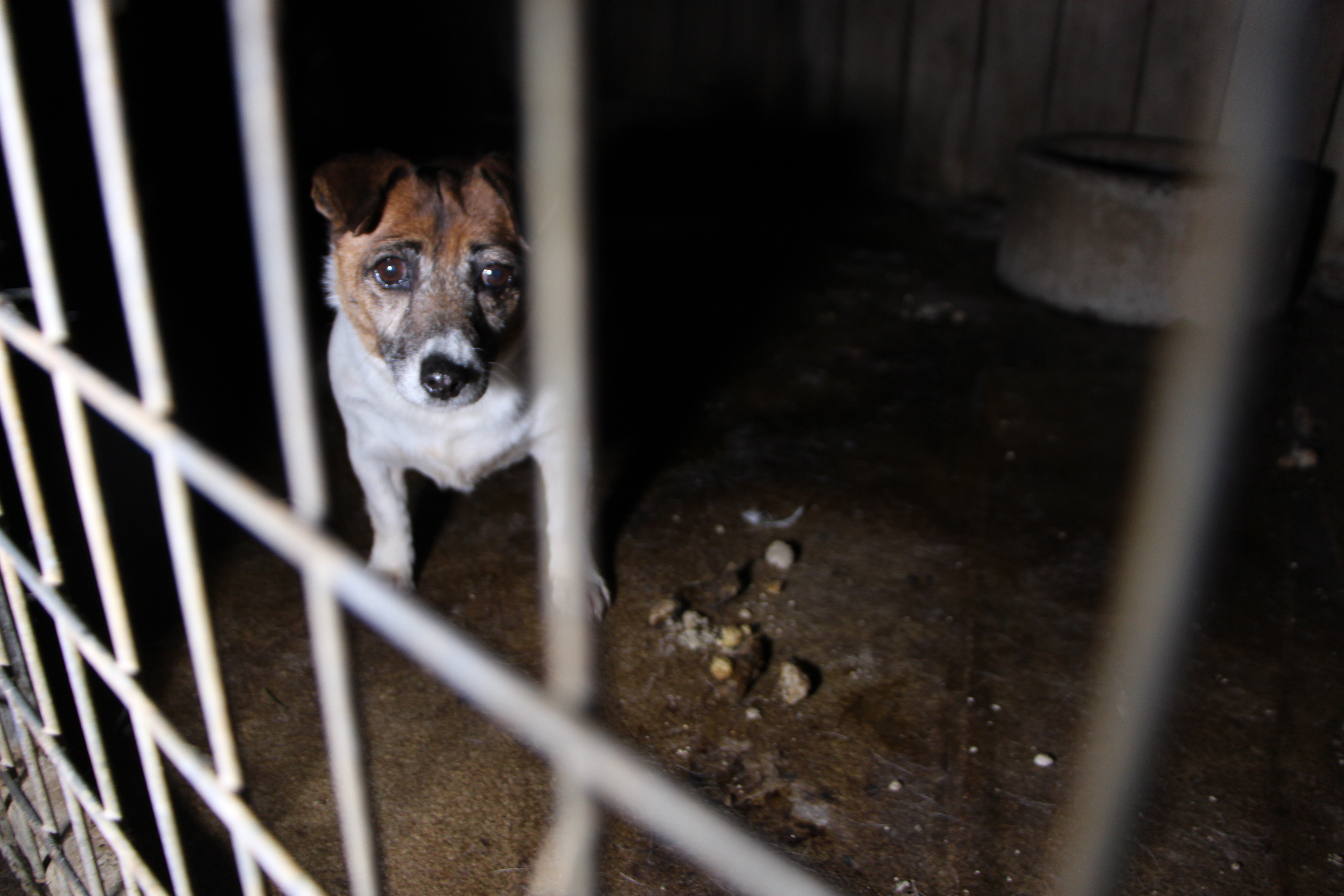 Inside a puppy farm