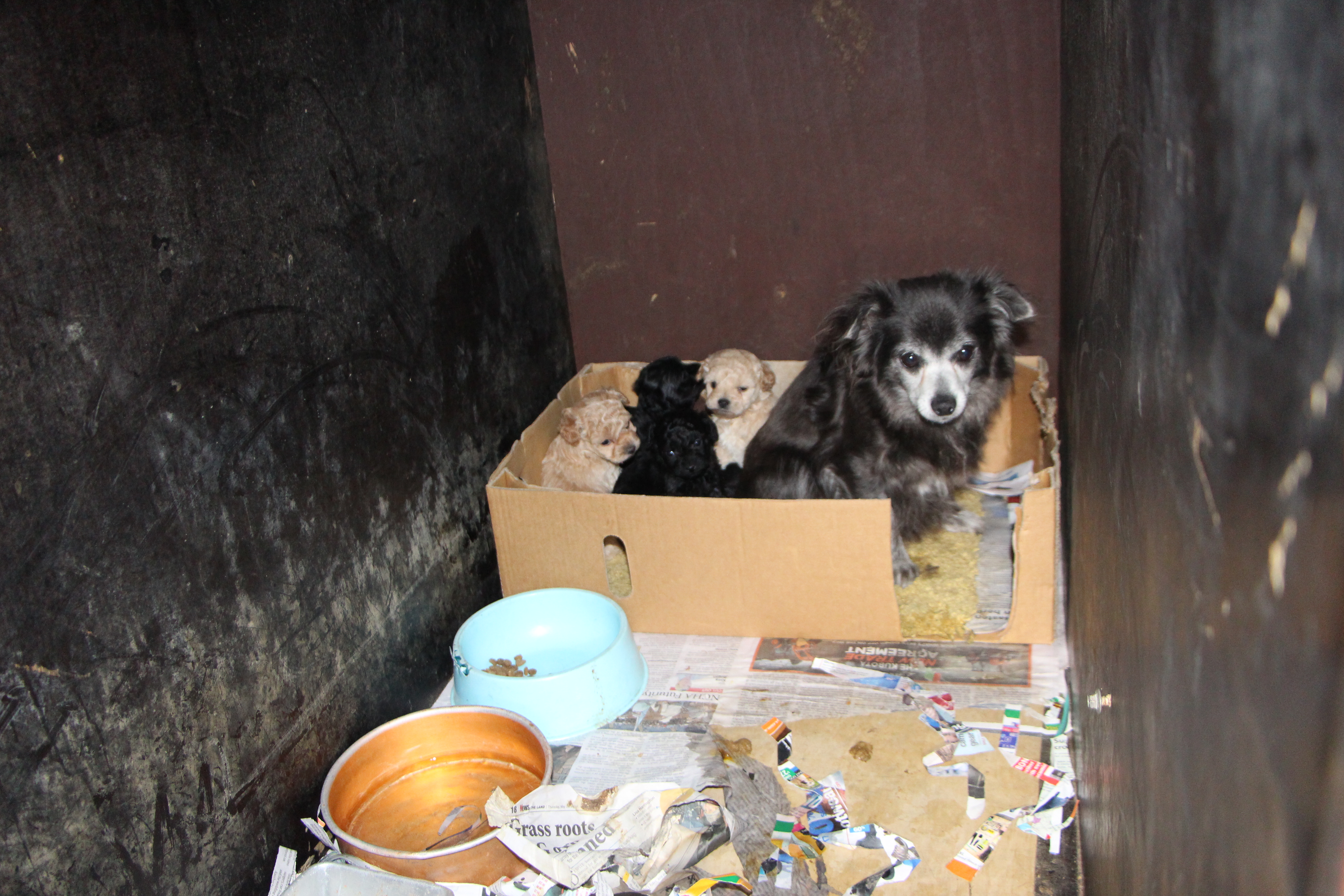 Mother dog with puppies in Australian puppy farm