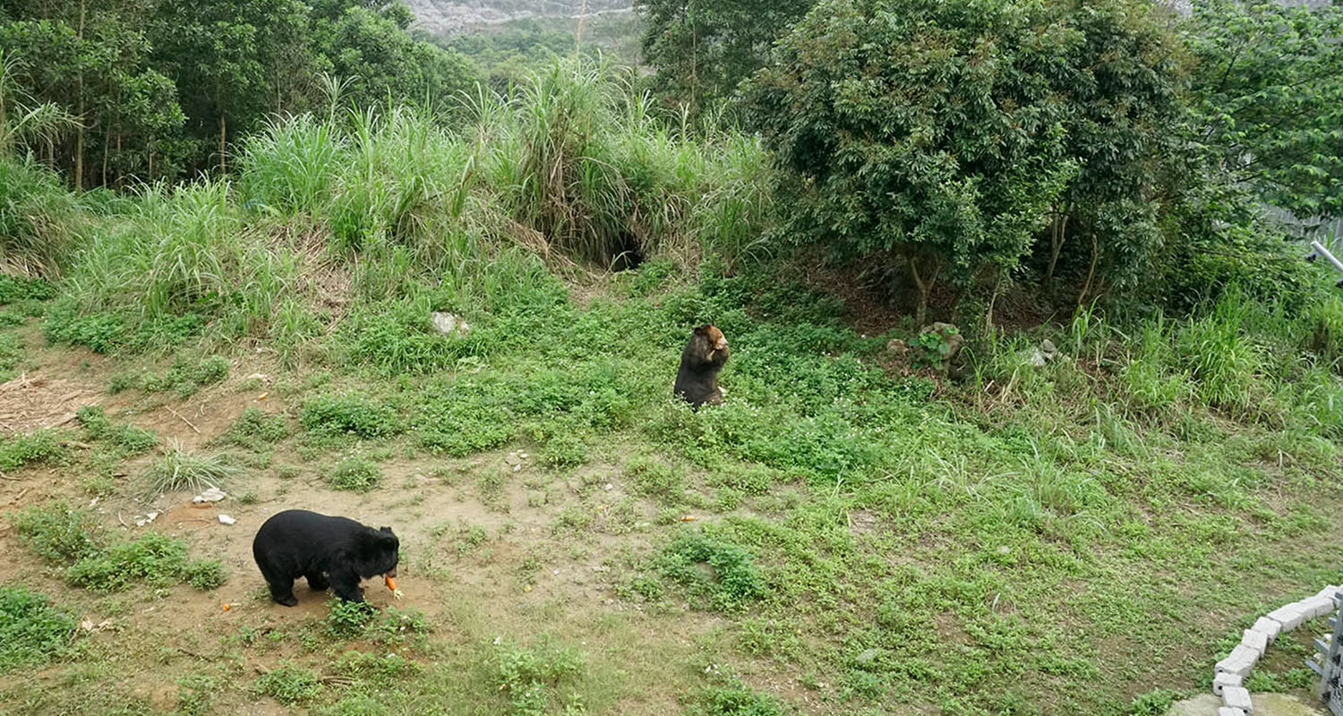 Bile bears in Ninh Binh Sanctuary