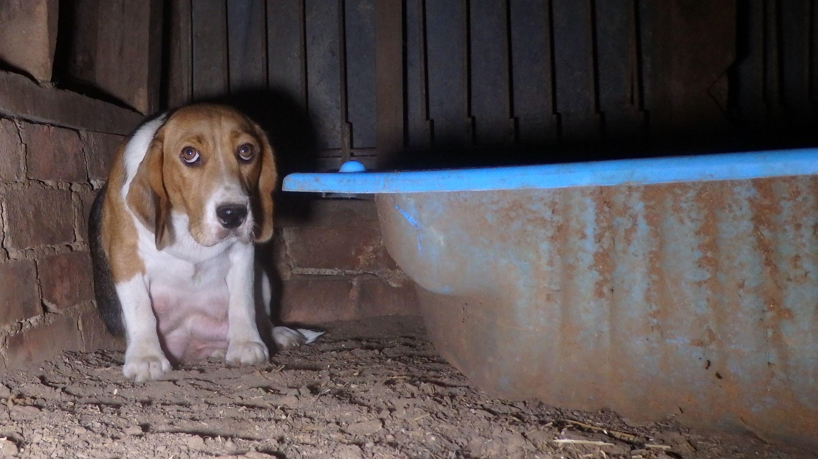 Puppy farming in Australia