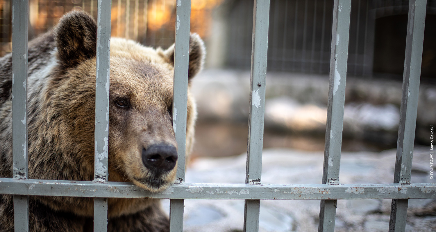Save the Saddest Bears 