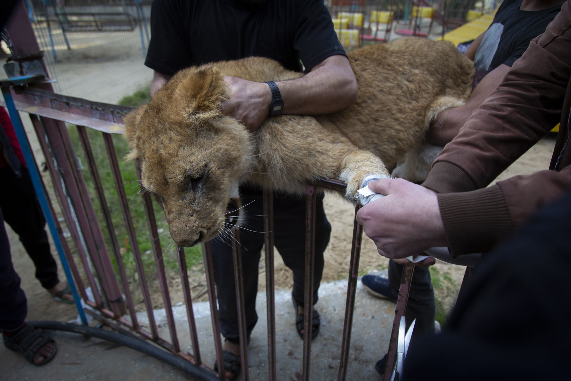Löwin im Rafah-Zoo im Gaza-Streifen