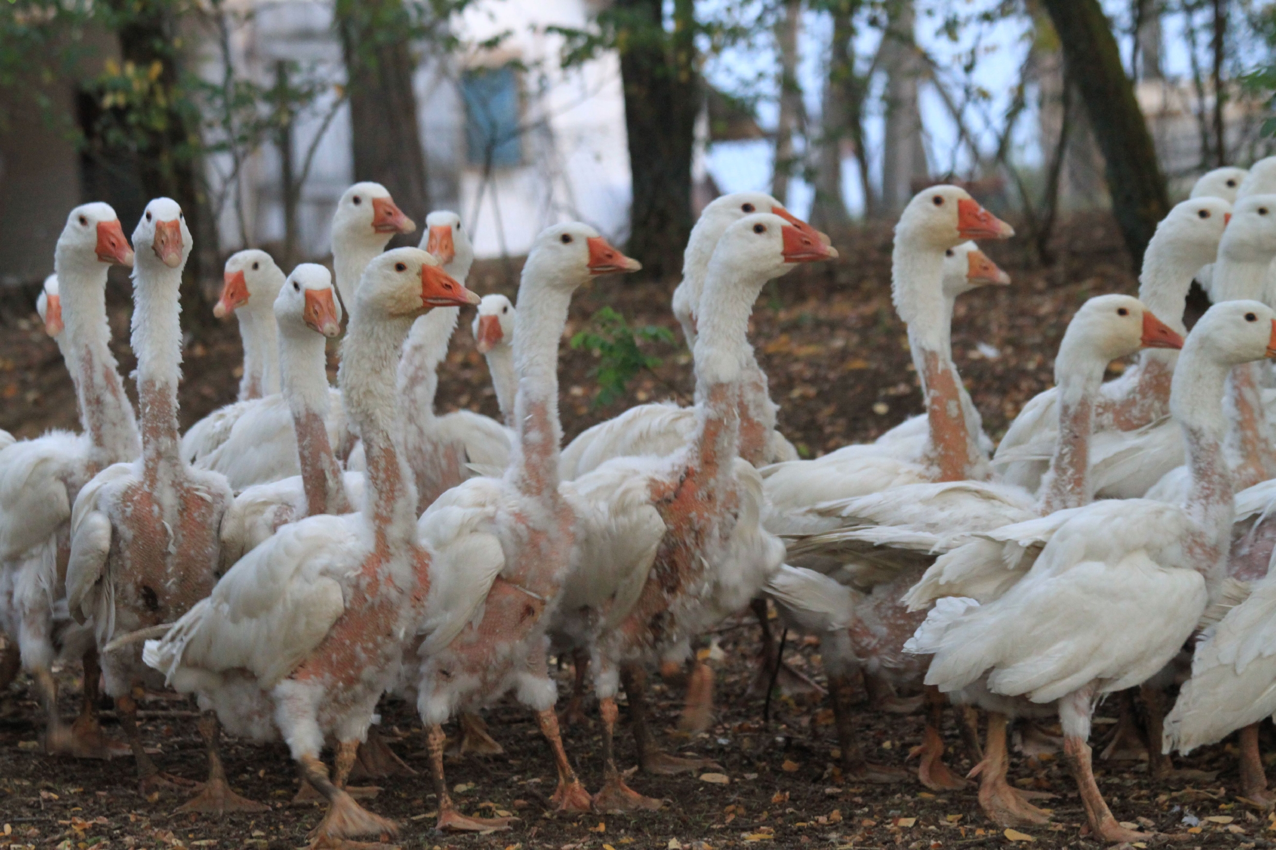 Live-plucked geese