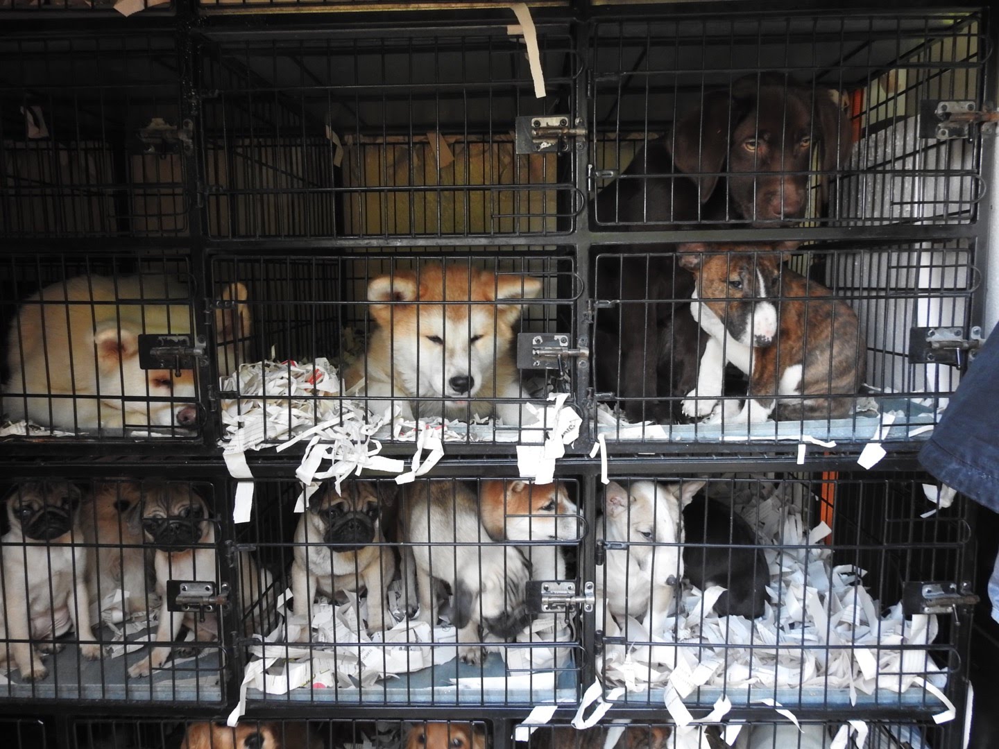 Investigation into the puppy trade on social media in the UK. American Bulldog puppies offered for sale on Facebook by an unregistered breeder in the UK are being shown to potential buyers in a small run-down apartment in a residential area. © FOUR PAWS