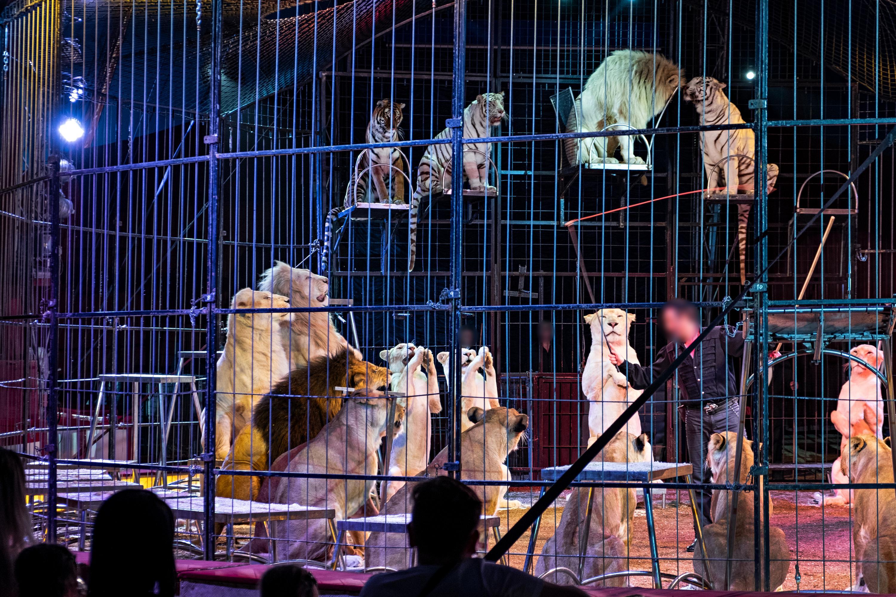 Big cats performing in a circus