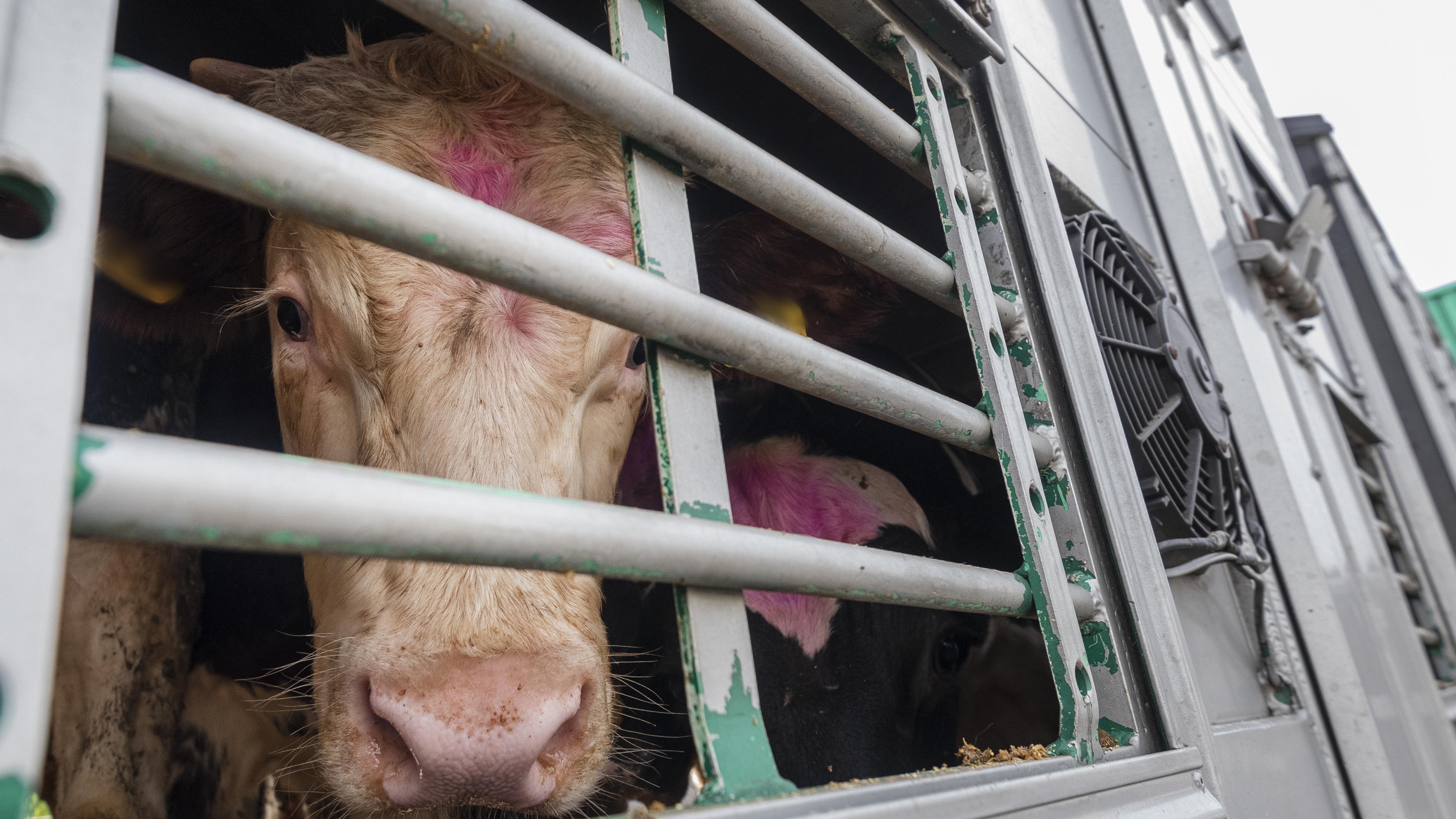 Live cattle transport at the slaughterhouse, copyright FOUR PAWS | Bente Stachowske