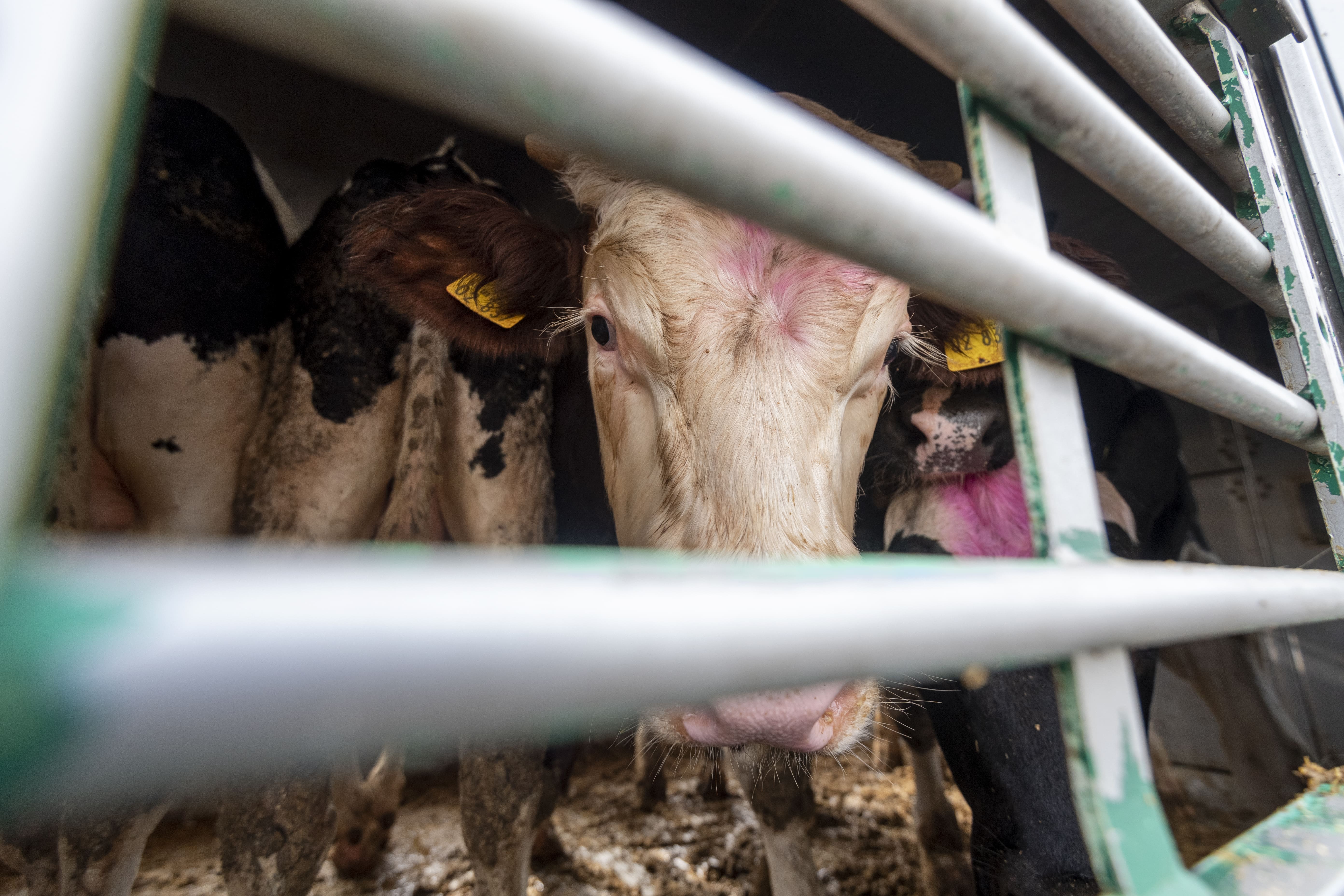 Live cattle transport at the slaughterhouse, copyright FOUR PAWS | Bente Stachowske