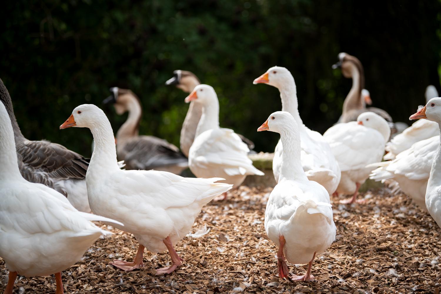 A group of geese, picture taken at PFOTENHILFE Lochen, Austria / © FOUR PAWS