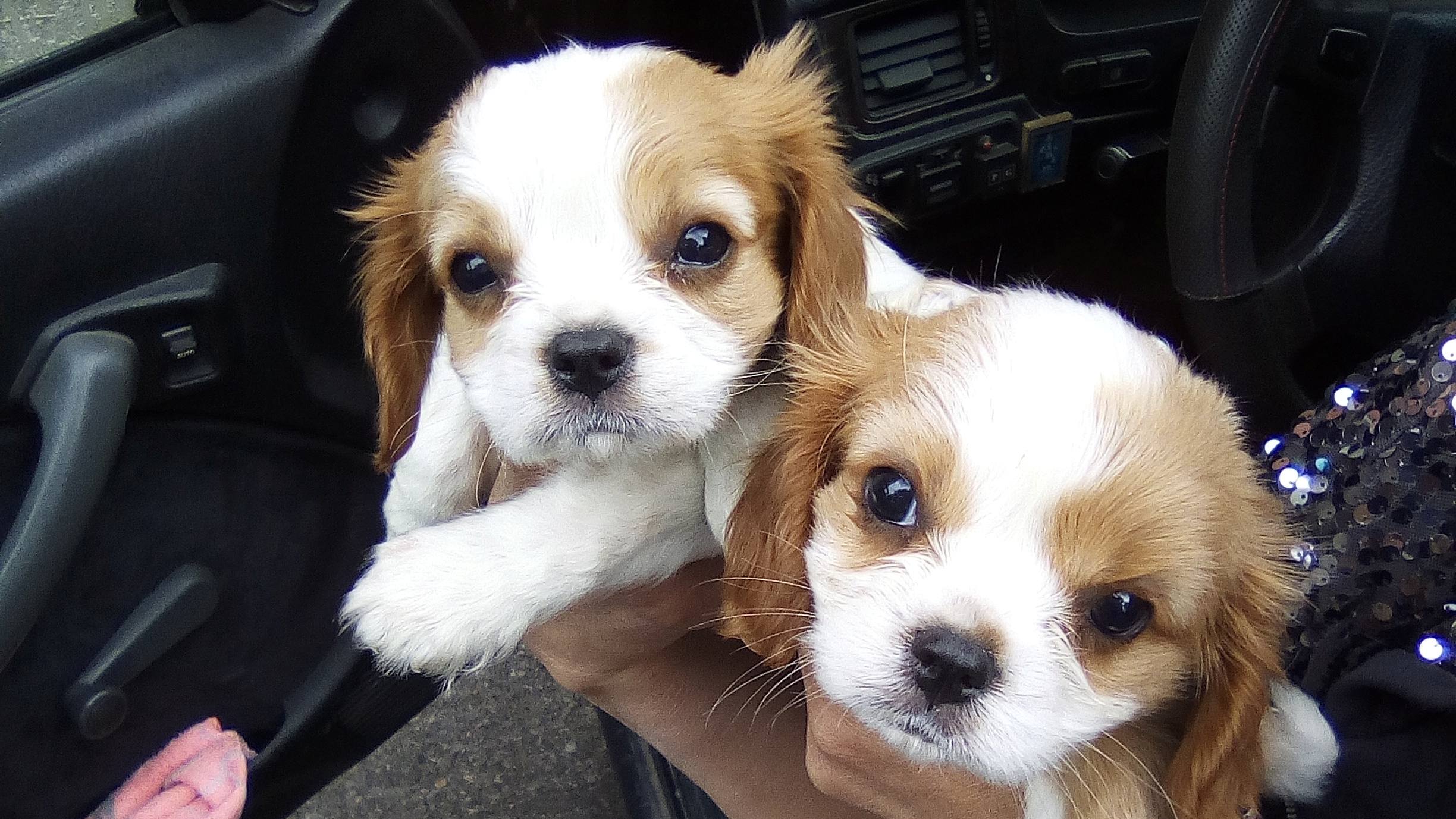 Bulgaria | 2021 05-10 | Mystery Client BG investigation on illegal puppy trade