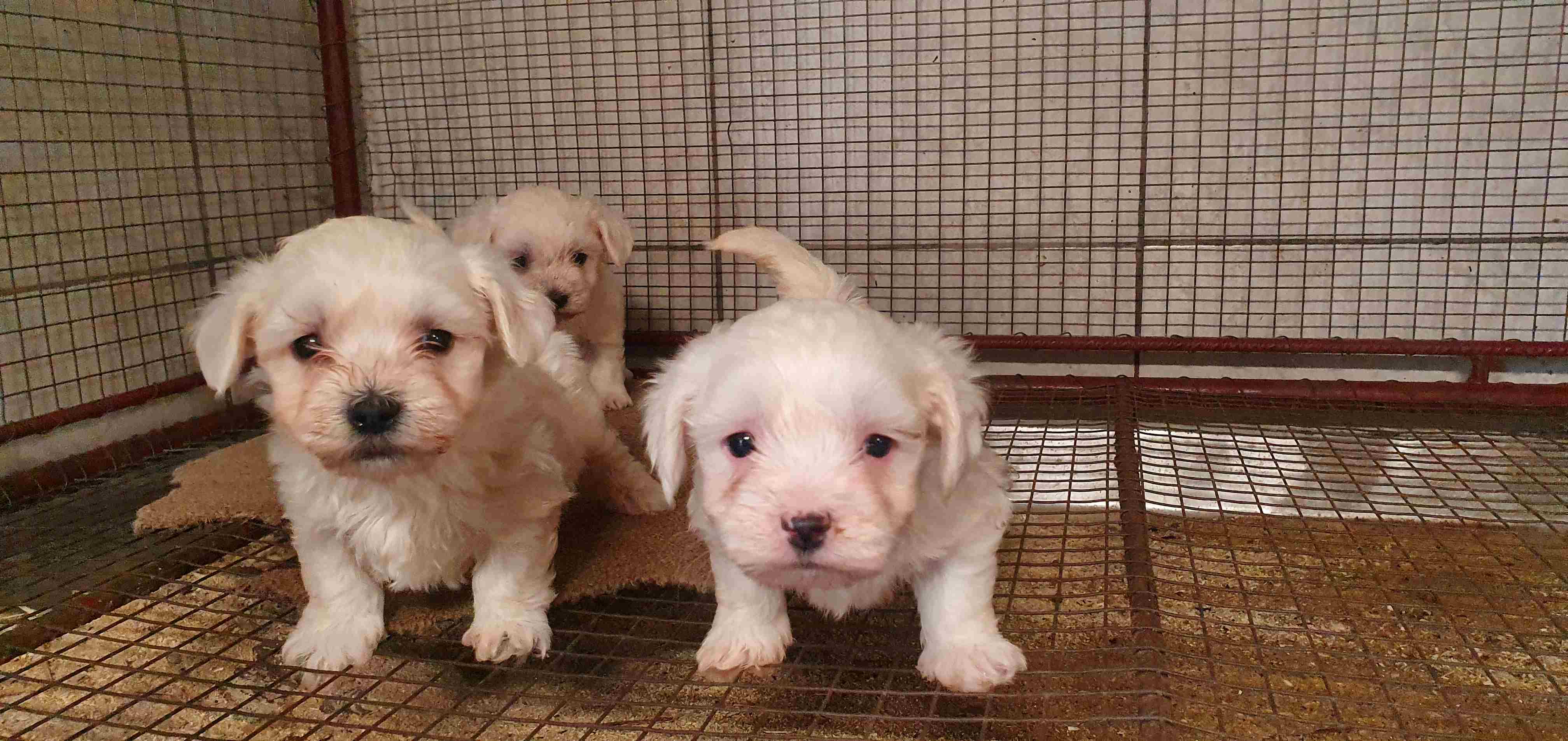 Illegally bred puppies from puppy mills in Romania © FOUR PAWS