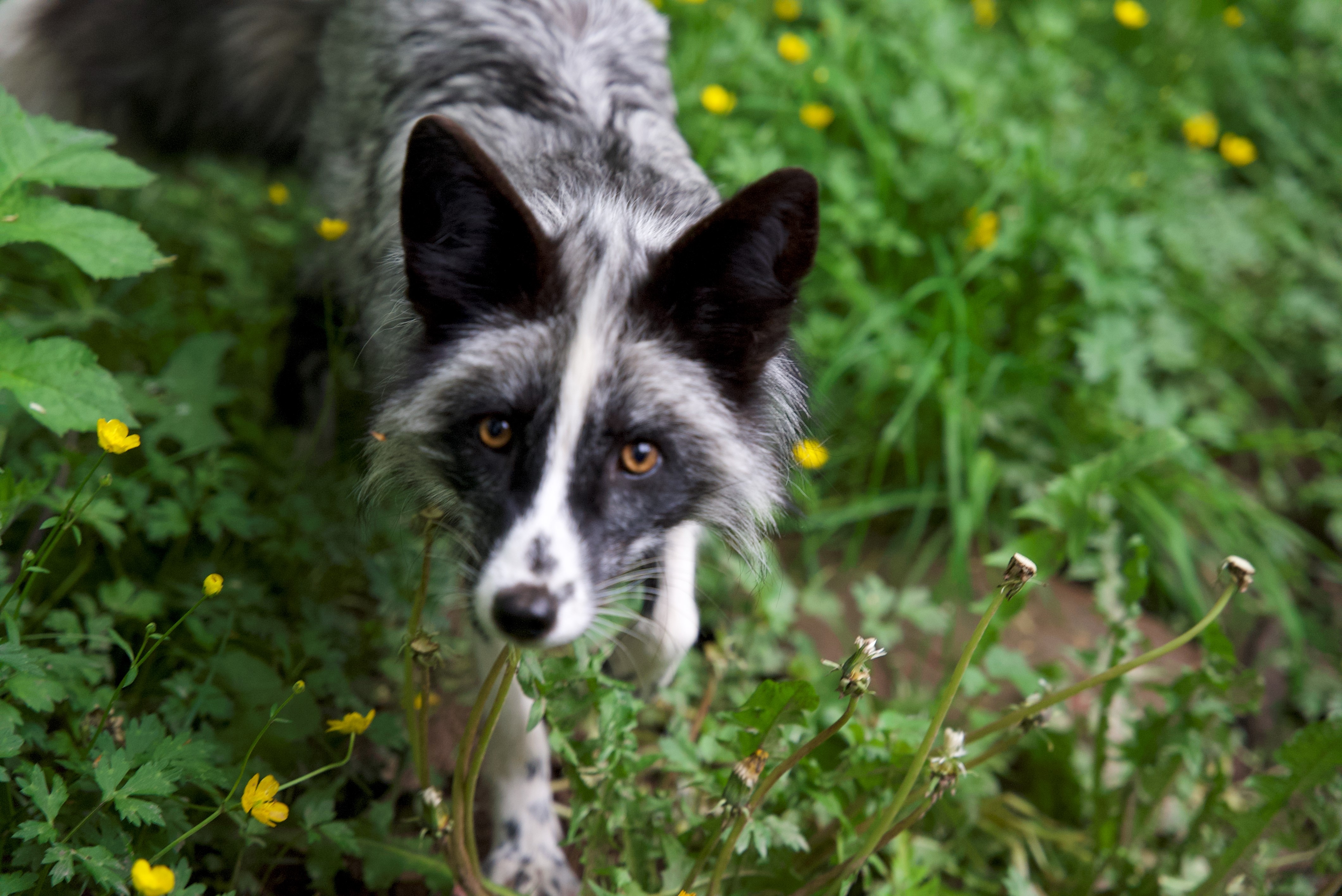 Ein grauer Fuchs im Gras, der in die Kamera schaut. Fotografiert bei TIERART in Maßweiler, Deutschland von der Wildtierstation Hamburg.  © FOUR PAWS