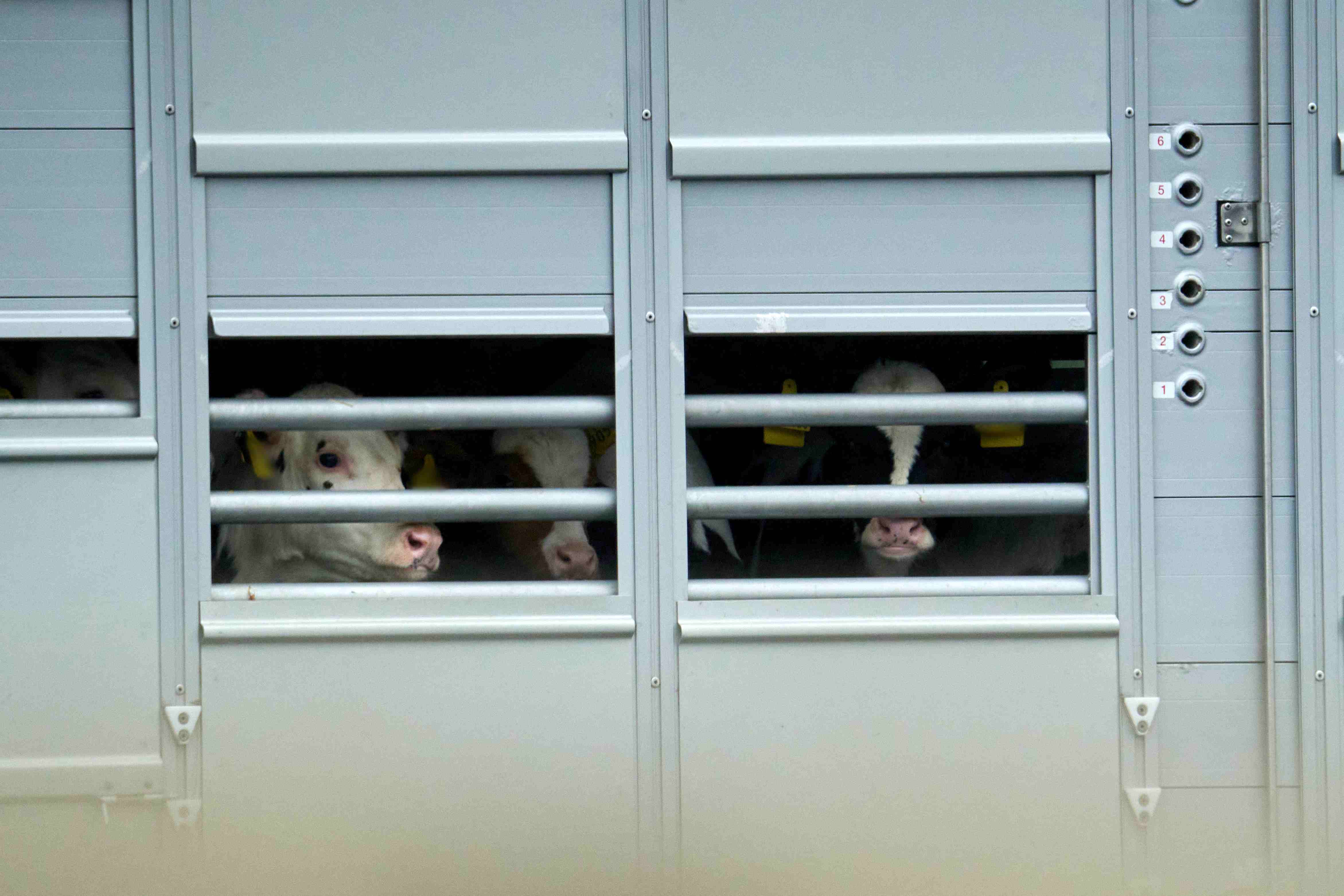 Calves are transported © FOUR PAWS