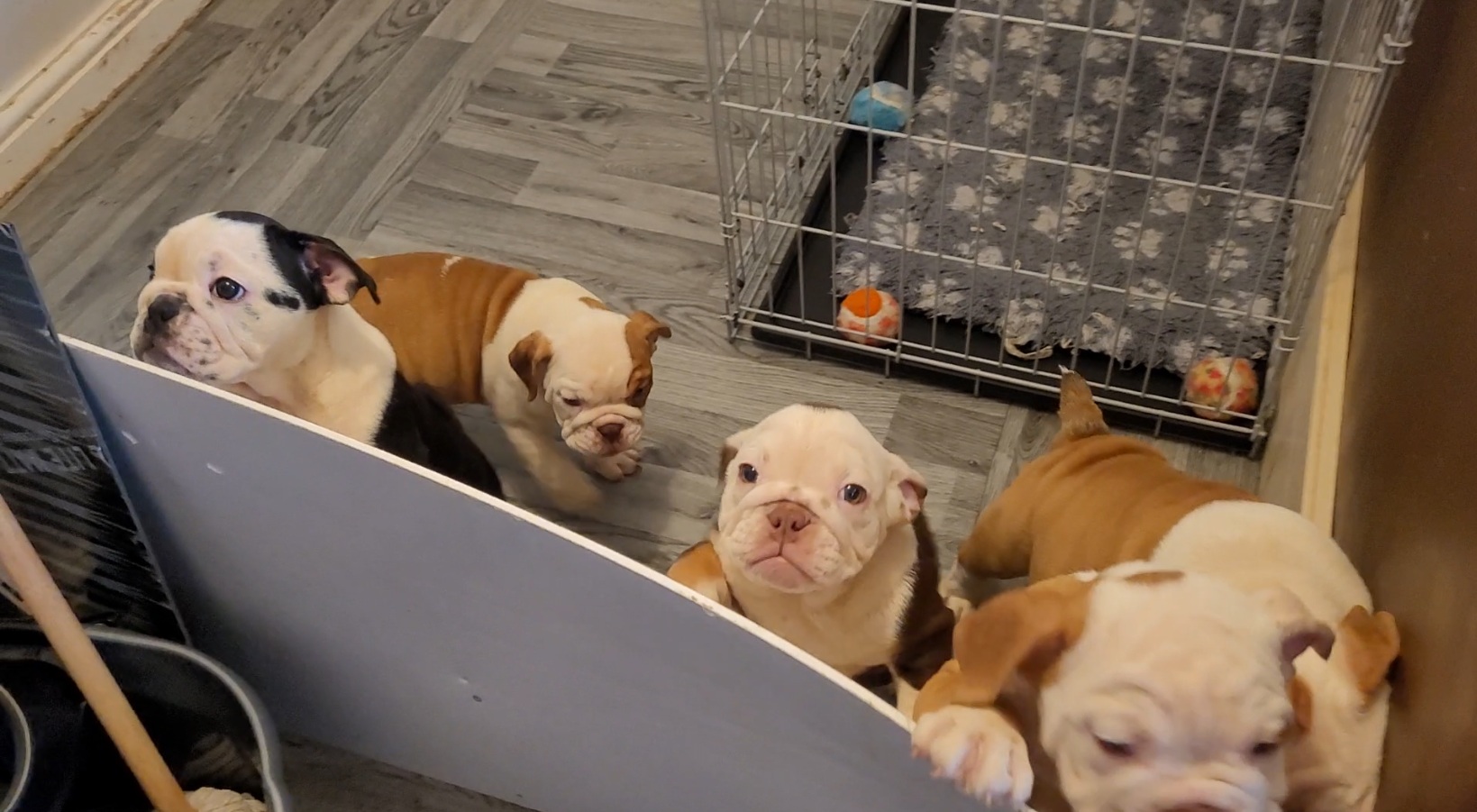 Investigation into the puppy trade on social media in the UK. American Bulldog puppies offered for sale on Facebook by an unregistered breeder in the UK are being shown to potential buyers in a small run-down apartment in a residential area. © FOUR PAWS