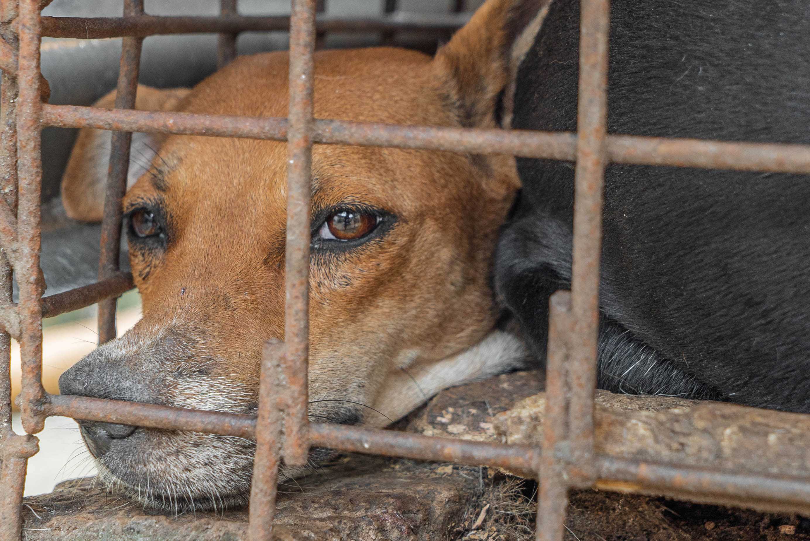 Investigation into Live Animal Markets in Indonesial Langowan, Sulawesi, 2021. Picture shows dog in cage.