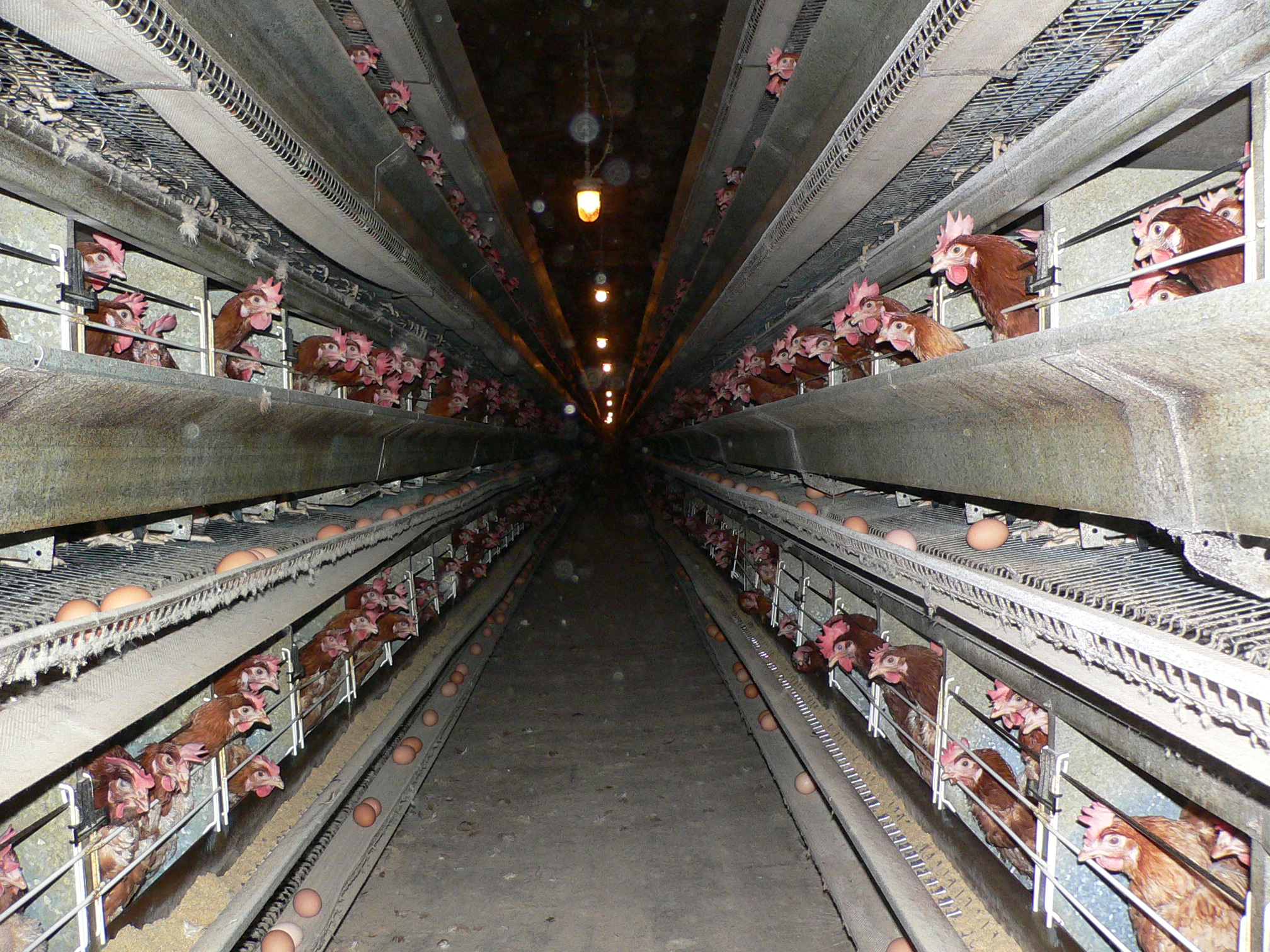 egg farming