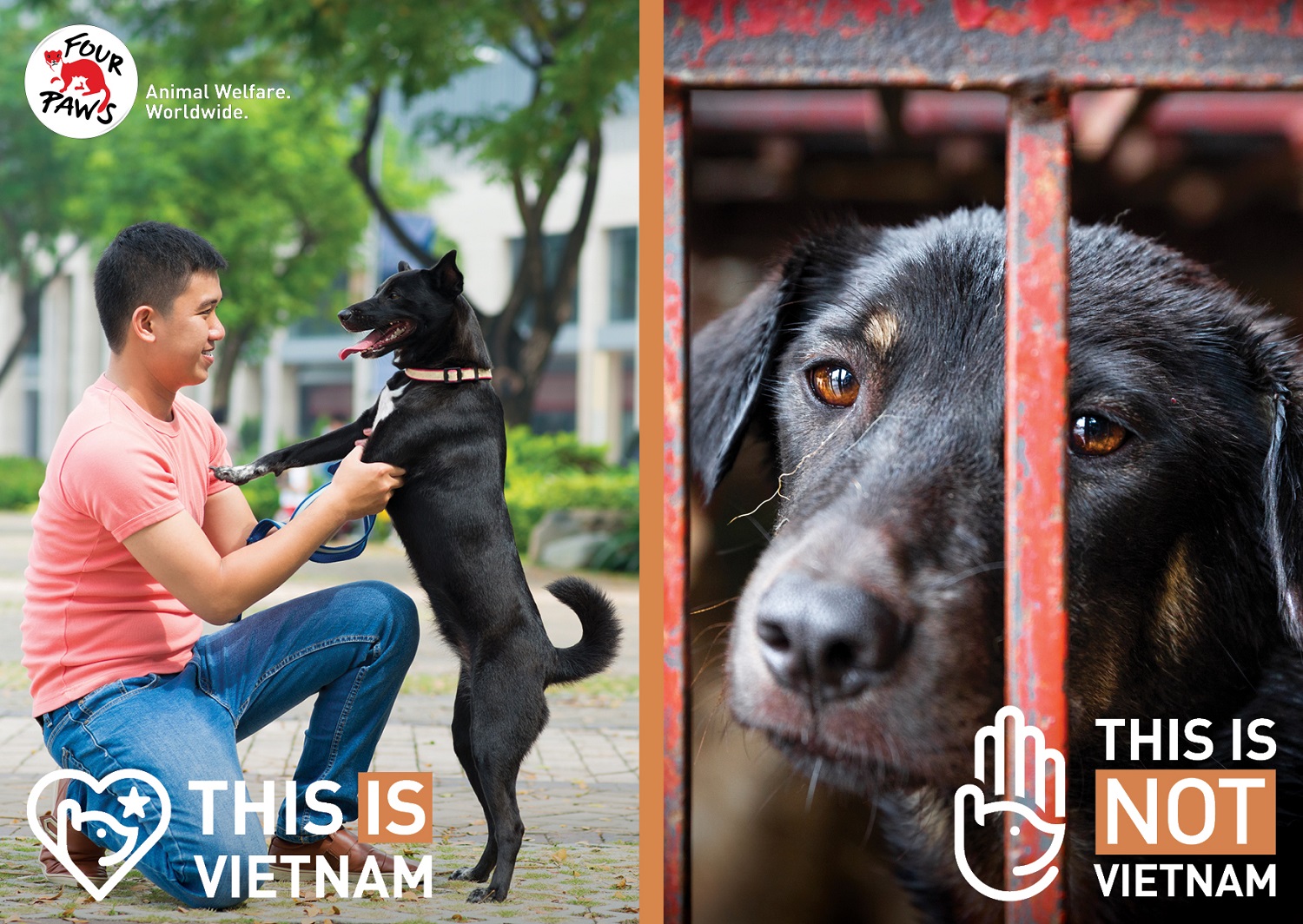 Four Paws postcard: two images, one shows a man playing with a dog, slogan 'this is Vietnam', the second shows a dog in a cage, slogan 'This is not Vietnam'