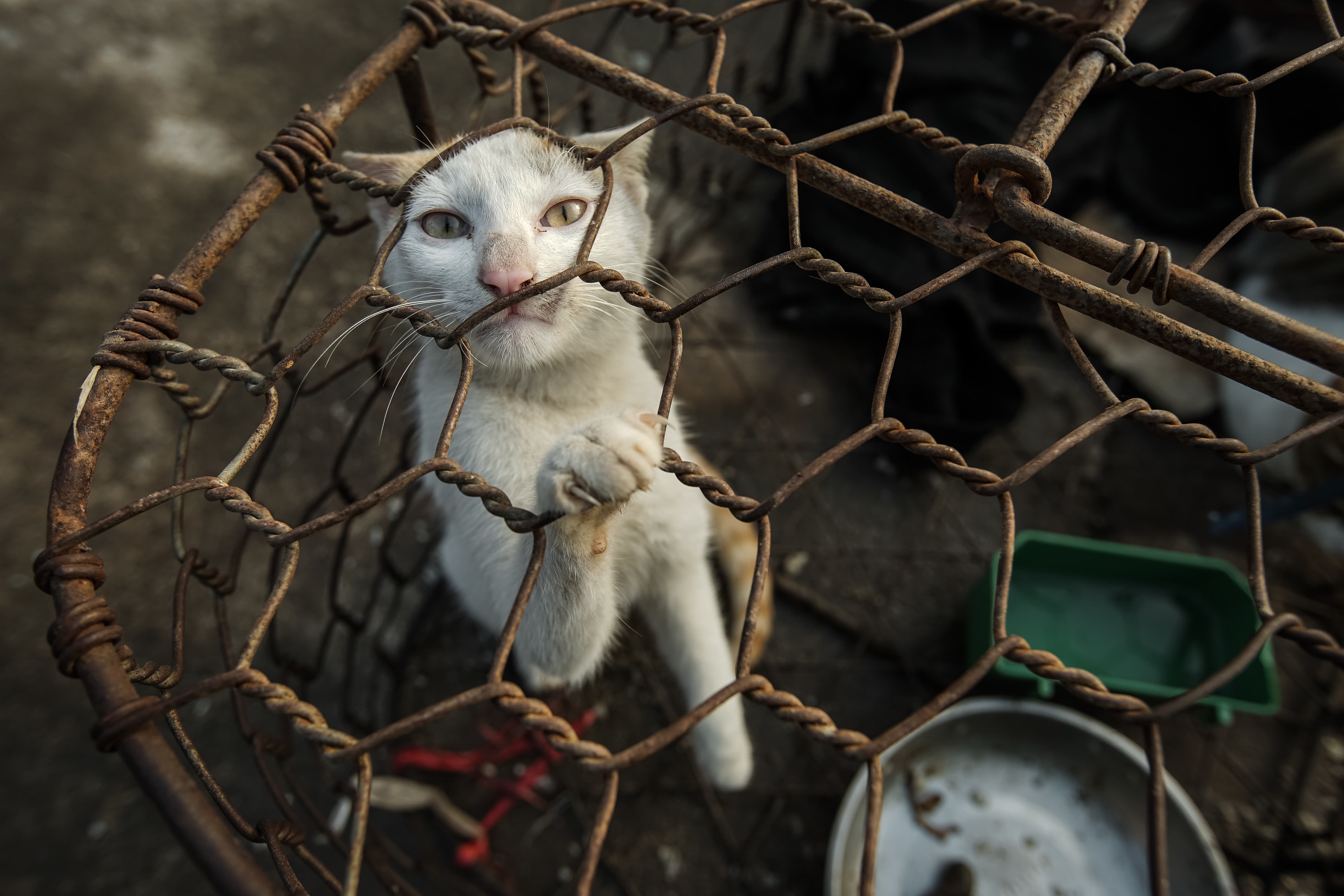 Help us end the dog and cat meat trade