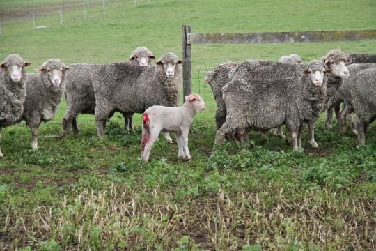 Mulesed lamb – Image: ABC Rural | Anthony Pancia