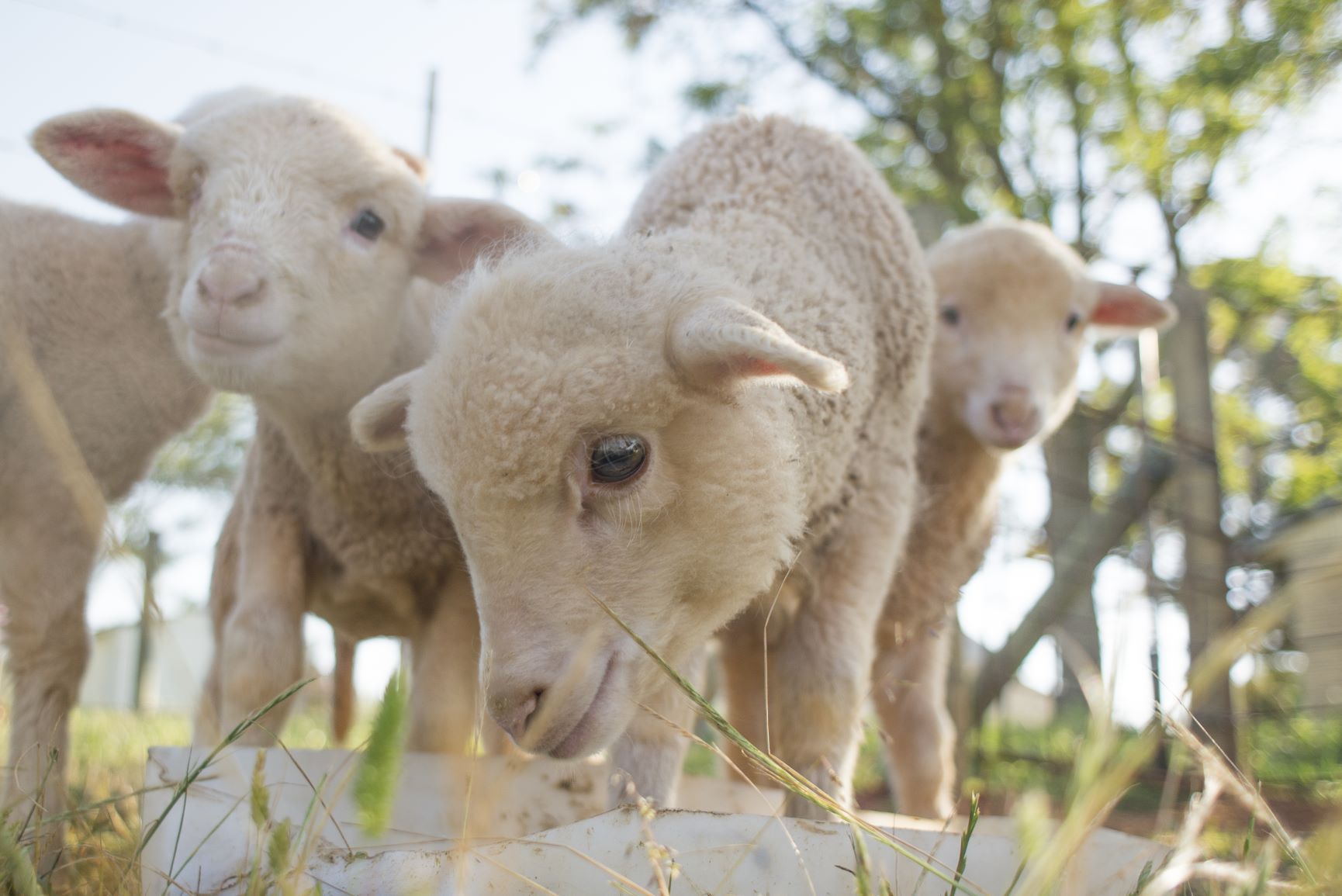 Australian merino lamb wool
