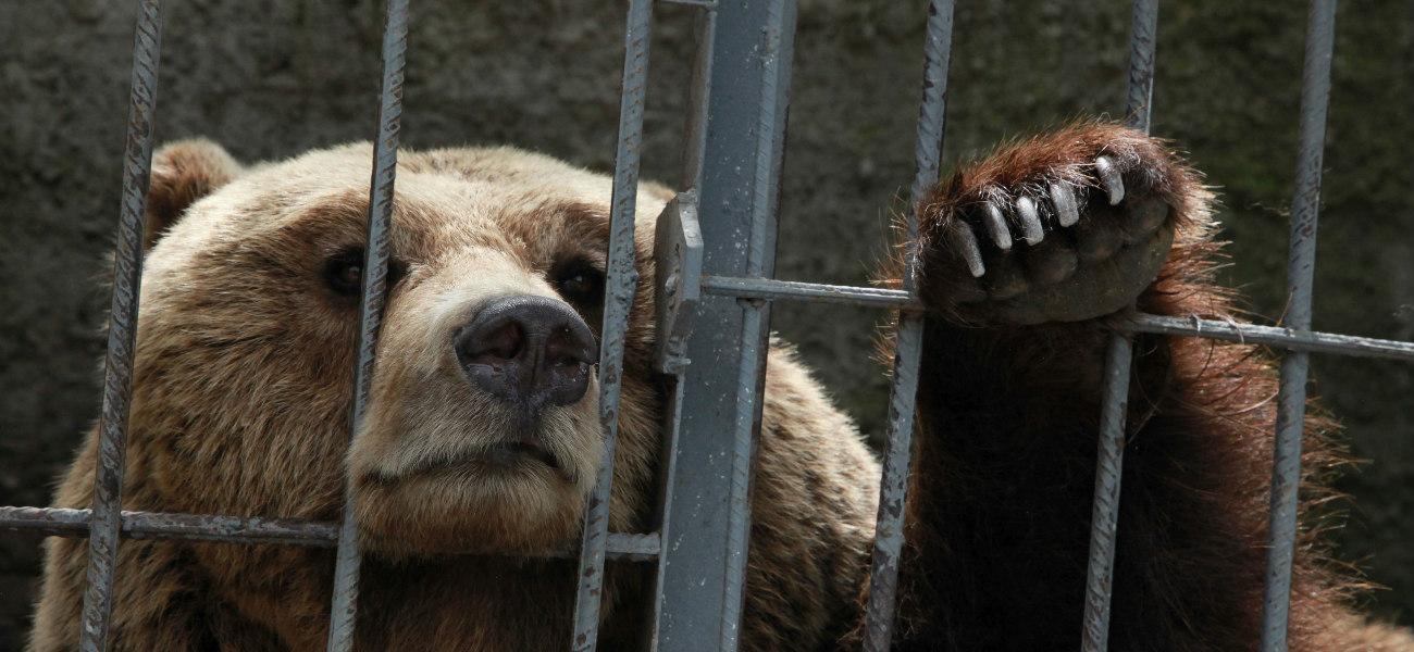 saddest bears Albania