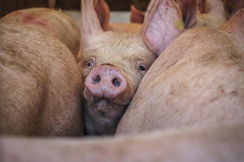 cochons élevage intensif