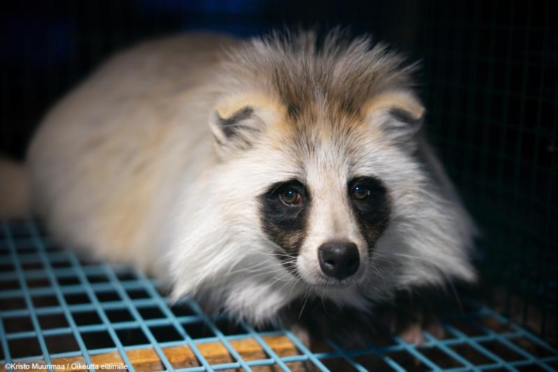 Raccoon Dog in Captivity at Fur Farm