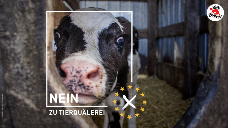 EU-Wahl Kalb mit Wahlkreuz mit Aufforderung Nein zu Tierquälerei