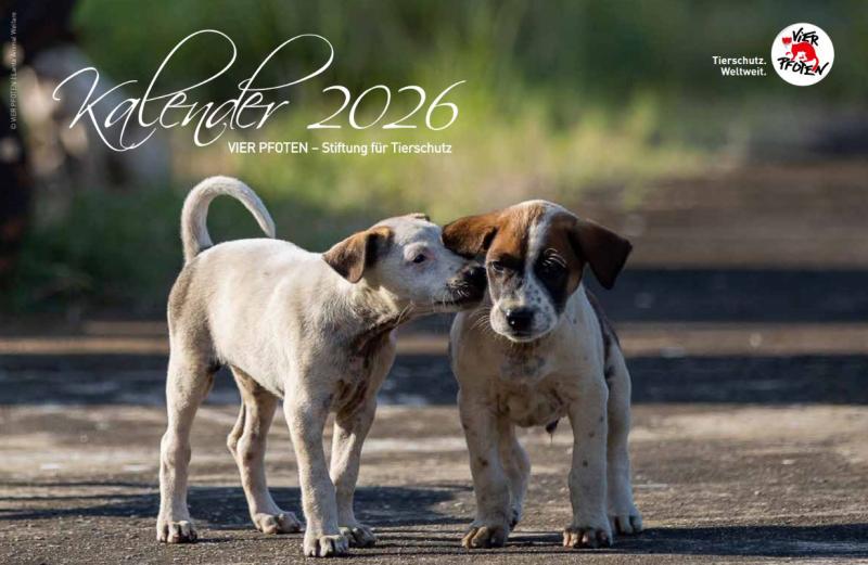 zwei junge Hunde schnuppern aneinander.