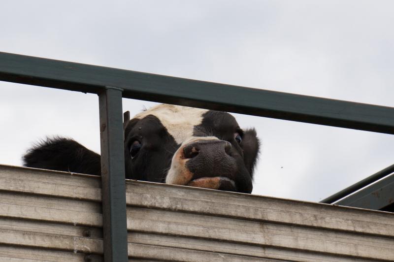 Cattle in truck on highway VIC 2016