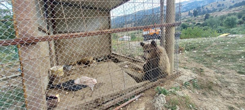 Albanian Bears in Cages