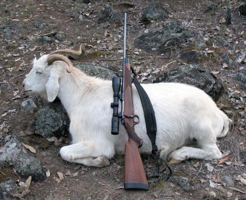 Goats being hunted