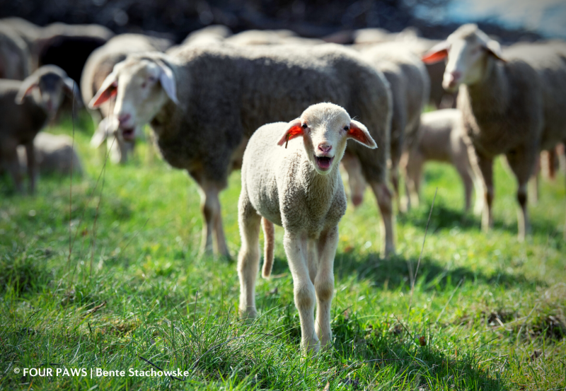 Lamm in seiner Herde