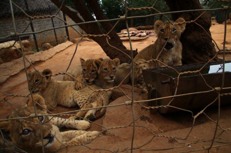 Lions in captivity