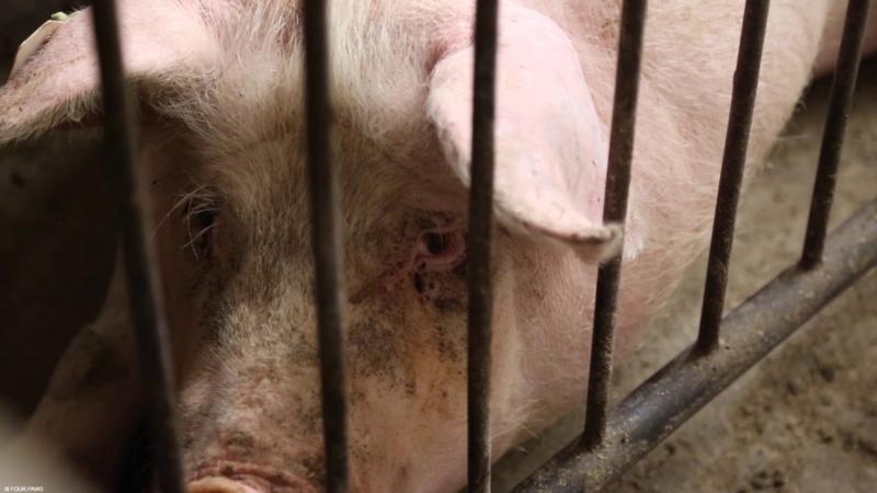 Intensive factory farm in Germany