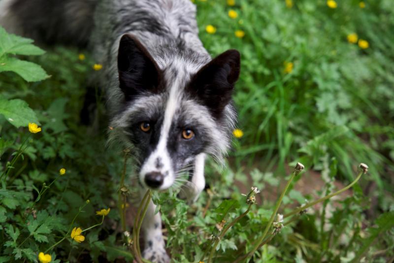 A gray fox in the grass looking into the camera. Photographed at TIERART in Maßweiler, Germany by the Wildtierstation Hamburg.  © FOUR PAWS