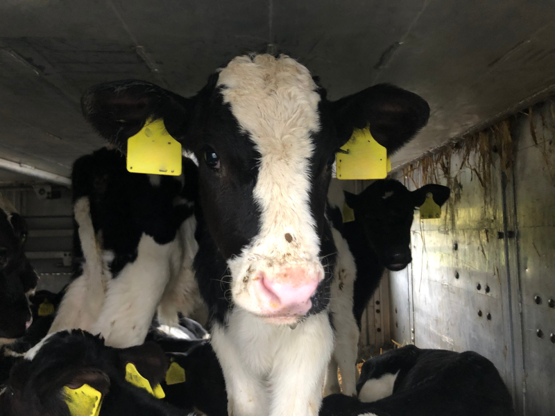 Rosslare Port, Ireland | 11-04-2025 | Pictures taken of calves on board a ferry ship being exported from a port in Ireland destined for Europe. © Ethical Farming Ireland