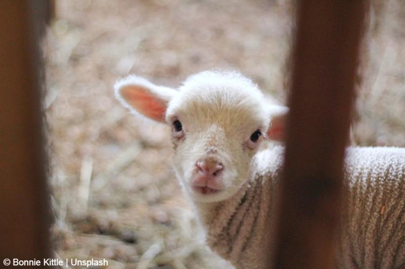 Sheep Image