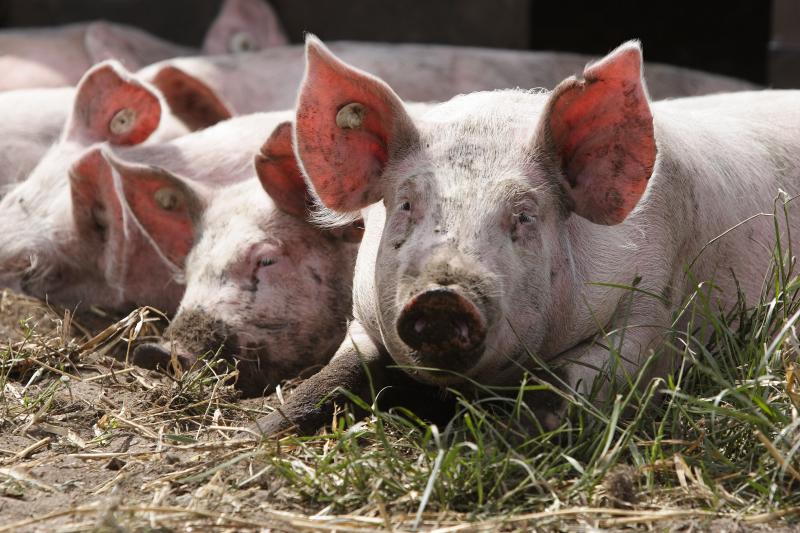Schweine in Freilandhaltung auf dem Neuland Hof Solterbeck in Schleswig Holstein