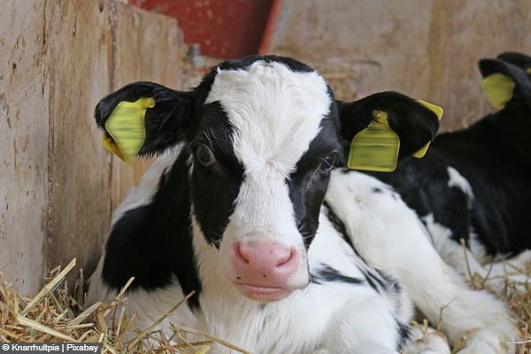 Calf in stable