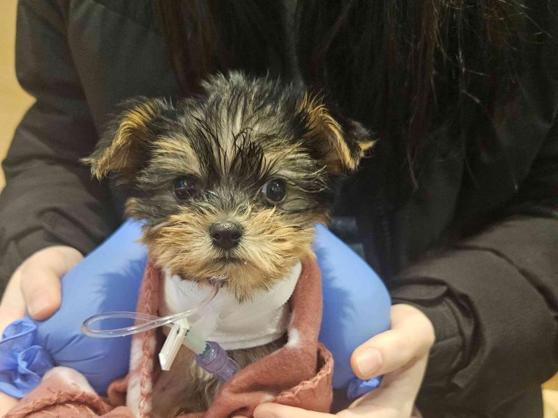 A little yorkshire terrier puppy got seriously ill after being purchased on a classified ads site / © private